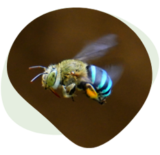 Blue Banded Bees
